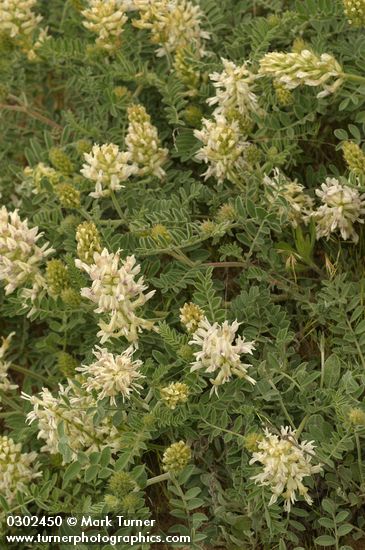 Astragalus succumbens