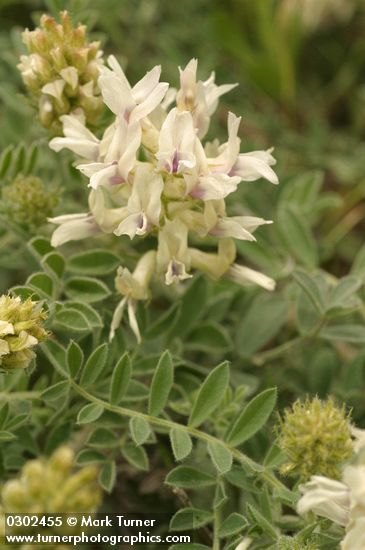 Astragalus succumbens