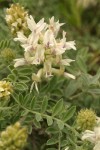 Columbia Milk Vetch blossoms & foliage detail