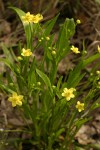 Plaintain-leaf Buttercup