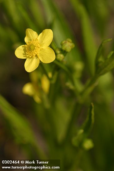 Ranunculus alismifolius