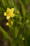 Plaintain-leaf Buttercup blossom detail