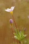 Baby Stars blossom & foliage detail