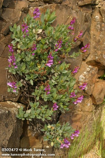 Penstemon barrettiae