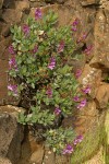 Barrett's Penstemon on basalt cliff