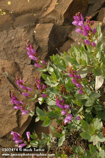 Penstemon barrettiae