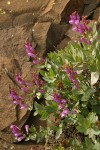 Barrett's Penstemon blossoms & foliage