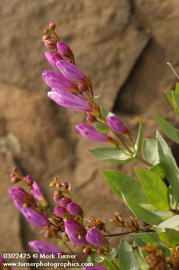 Penstemon barrettiae