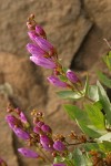 Barrett's Penstemon blossoms & foliage detail