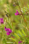 Common Vetch