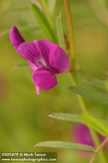 Vicia sativa