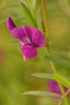 Common Vetch blossom detail