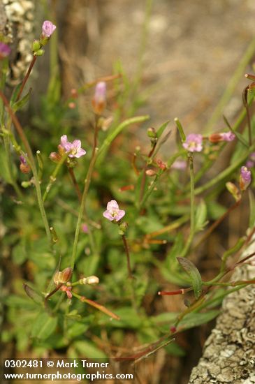 Arabis microphylla