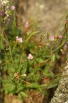 Little-leaf Rock Cress