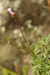 Little-leaf Rock Cress blossom & foliage detail