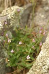 Little-leaf Rock Cress