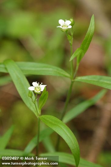 Moehringia macrophylla