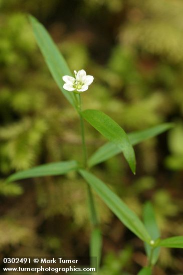 Moehringia macrophylla