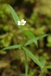 Big-leaved Sandwort