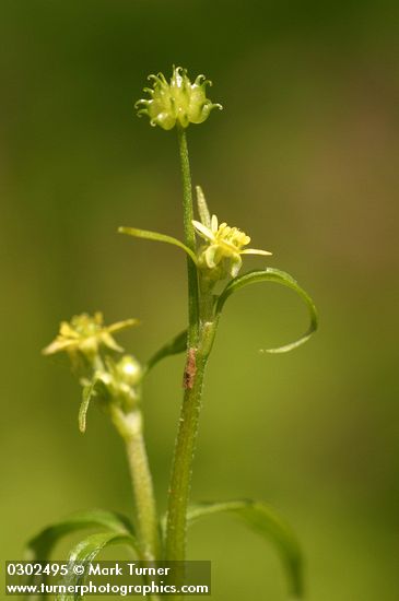 Ranunculus uncinatus