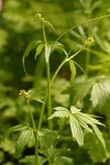 Woodland (Small-flowered) Buttercup