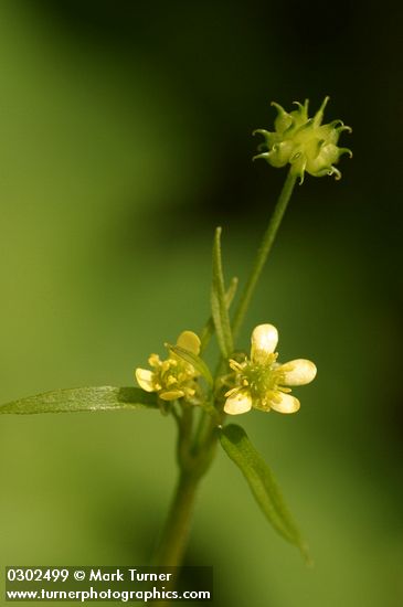 Ranunculus uncinatus