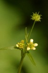 Woodland (Small-flowered) Buttercup blossoms & immature seed detail