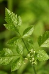 Mountain Sweet Cicely blossoms & foliage detail