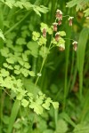 Western Meadow Rue