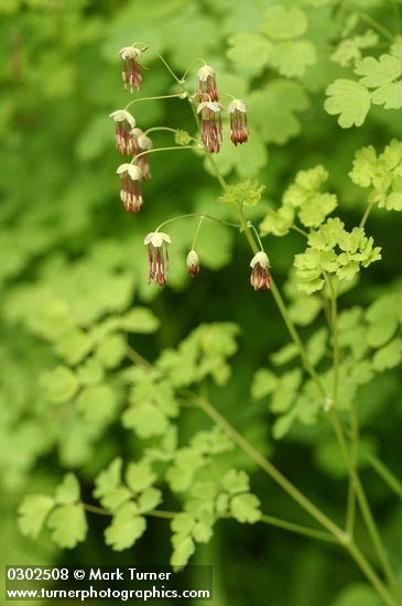 Thalictrum occidentale