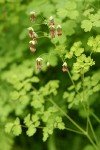 Western Meadow Rue