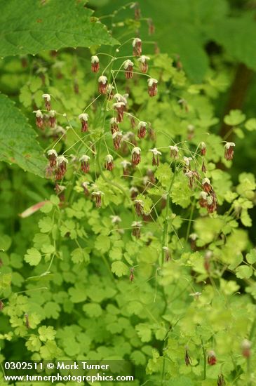 Thalictrum occidentale