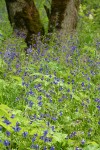 Tall (Poison) Larkspur in woodland w/ Bigleaf Maple trunks bkgnd