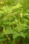 Western Sweet Cicely