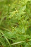 Western Sweet Cicely