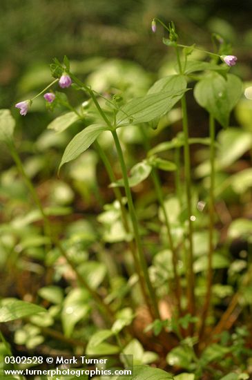 Claytonia sibirica