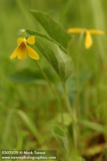 Viola praemorsa