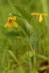 Prairie Violet