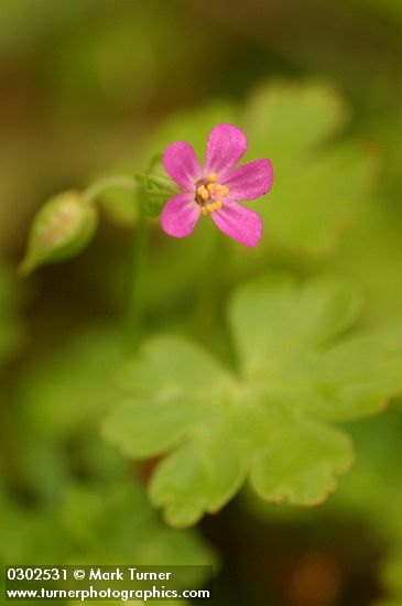 Geranium lucidum