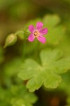 Shining Cranesbill blossom & foliage detail