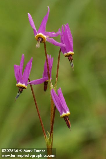 Dodecatheon hendersonii