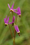 Henderson's Shooting Star blossoms detail