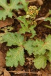 Pacific Black Snakeroot