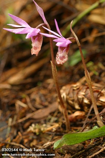 Calypso bulbosa