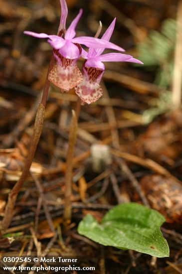 Calypso bulbosa