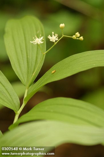 Maianthemum stellatum (Smilacina stellata)