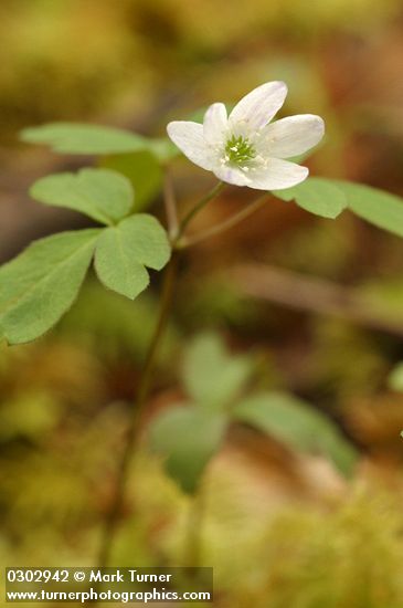 Anemone oregana