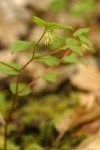 Hooker's Fairy Bells