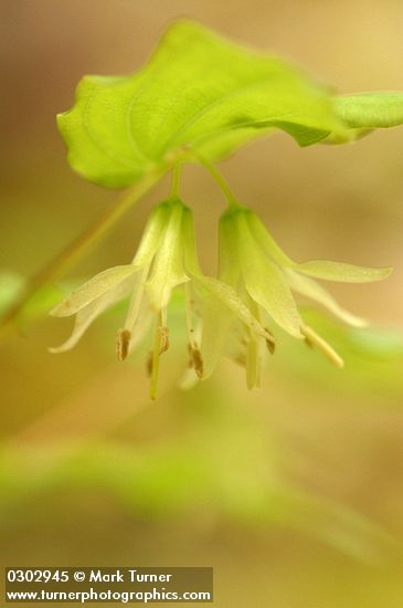 Disporum hookeri