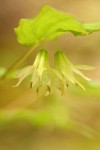 Hooker's Fairy Bells blossoms detail